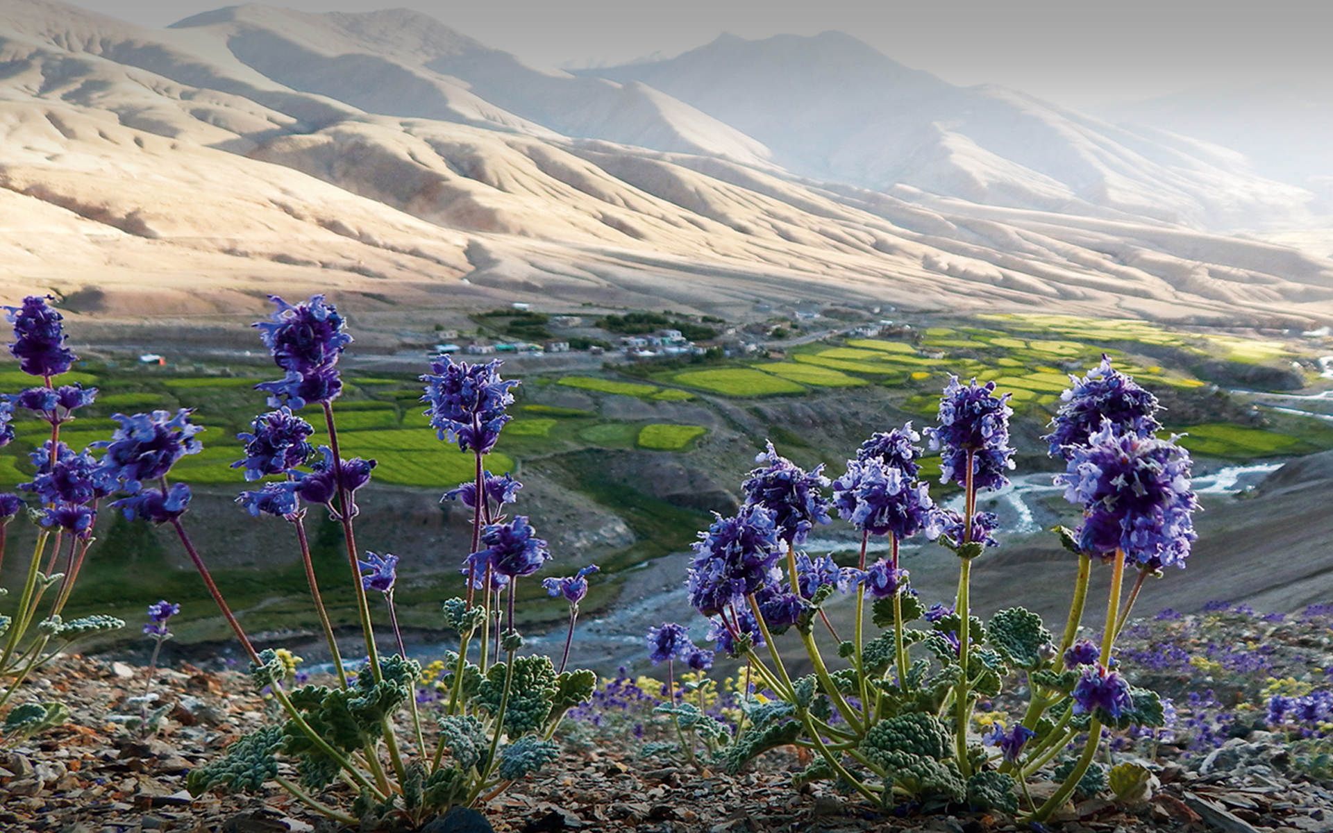 Luxury Hotel in Leh Ladakh